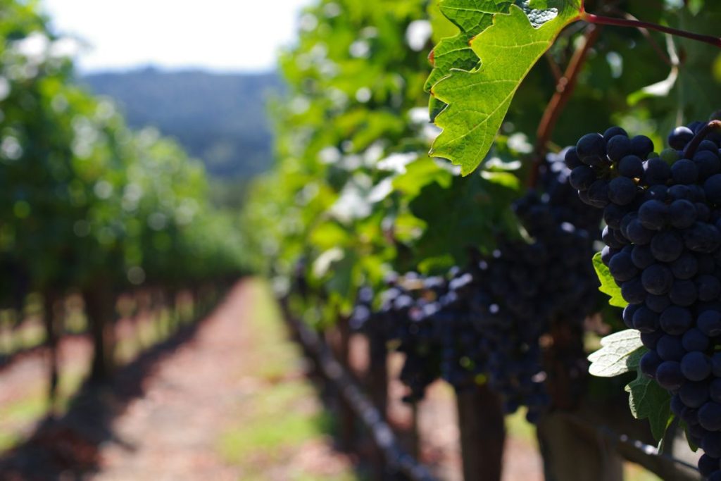 Napa Valley Wine Tour Information