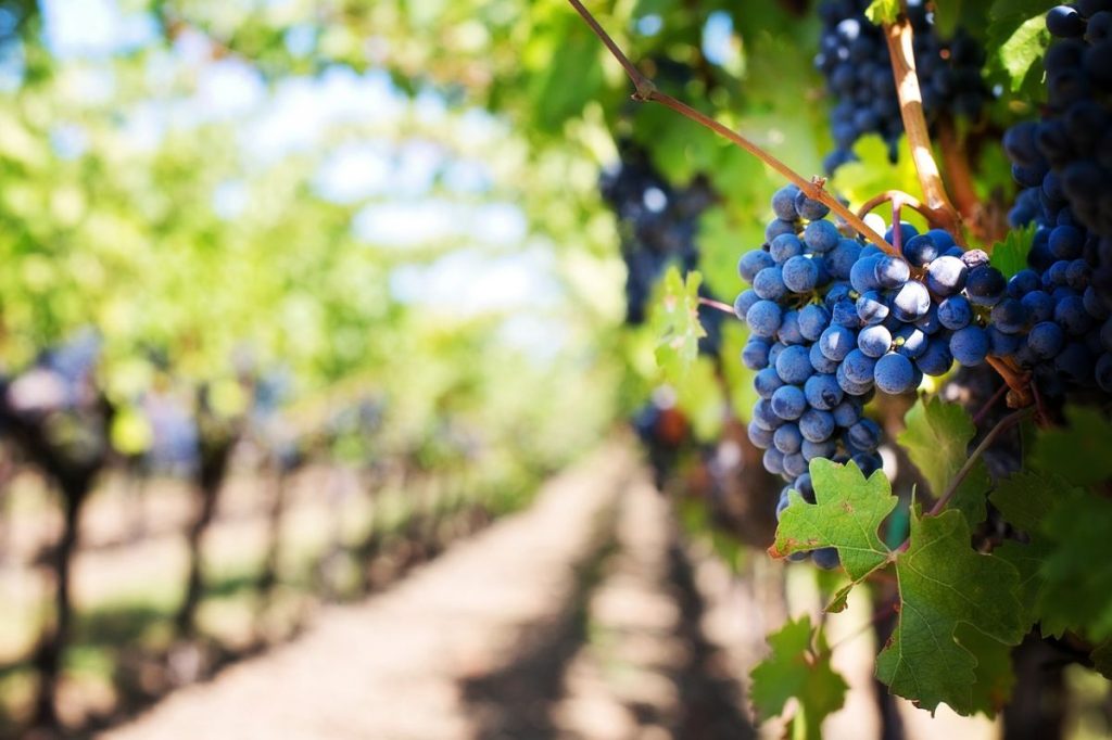 Napa Valley Wine Tour Information