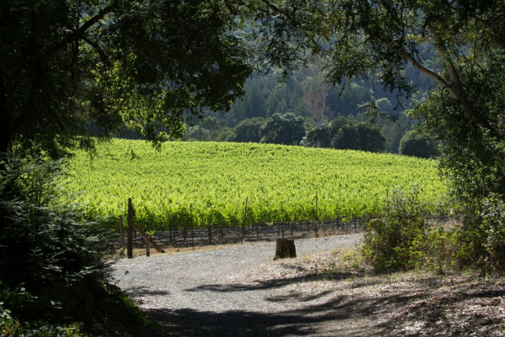Napa Valley Wine Tour Information
